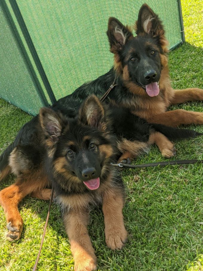 stock coat german shepherd puppies